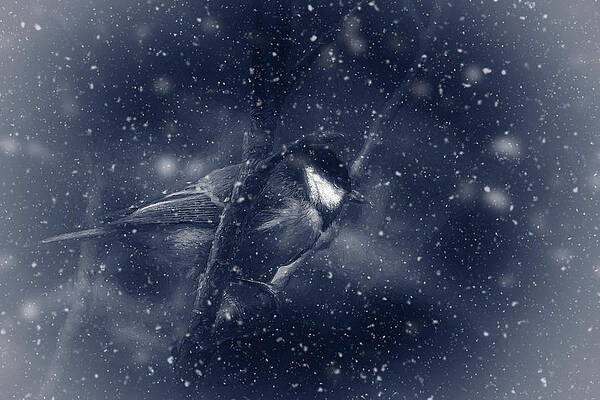 BlueTit in Wintery Blue by LGP Imagery BlueTit in Wintery Blue by LGP Imagery