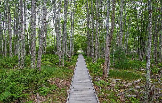 Wall Art - Photograph - Boardwalk in the Forest by Kevin Craft