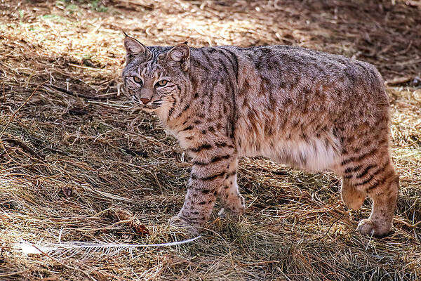 Bobcat 1 Northern Arizona Photograph By Dawn Richards
