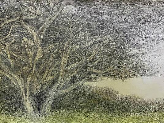 Nature Drawings for Sale - Fine Art America