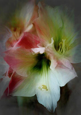 Bold Amaryllis by Francis Sullivan Bold Amaryllis by Francis Sullivan