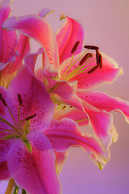 Wall Art - Photograph - Bold and Pink Oriental Lilies 6 by Lindsay Thomson