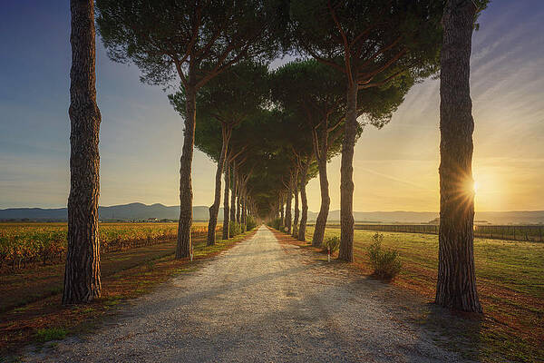 Wall Art - Photograph - Bolgheri, pine tree lined road and vineyards at sunrise. by Stefano Orazzini