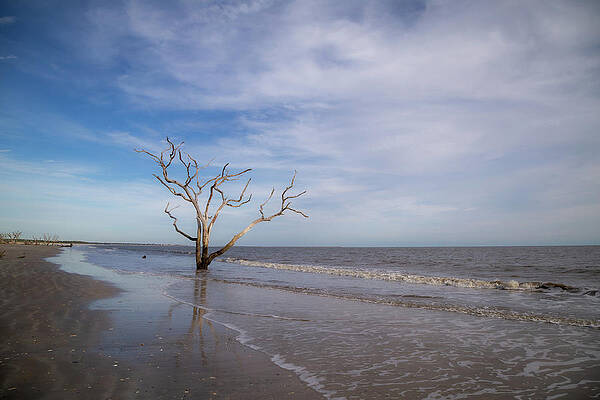 Wall Art - Photograph - Boneyard Beach 3 by Cindy Robinson