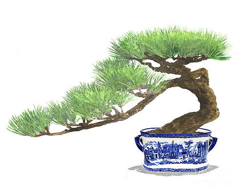4 Bonsai Tree POSTCARDS Japanese Pine Maple Acer Steve Greaves Art Photo Card 