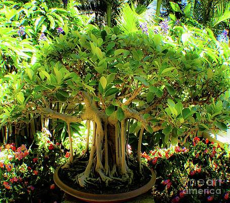 Banyan Tree Bonsai by D Davila Banyan Tree Bonsai by D Davila