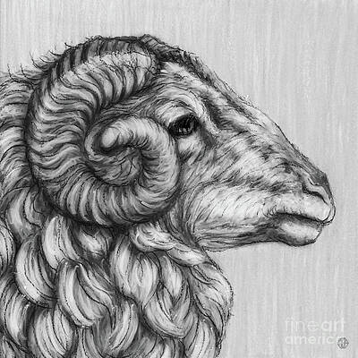 lamb profile drawing