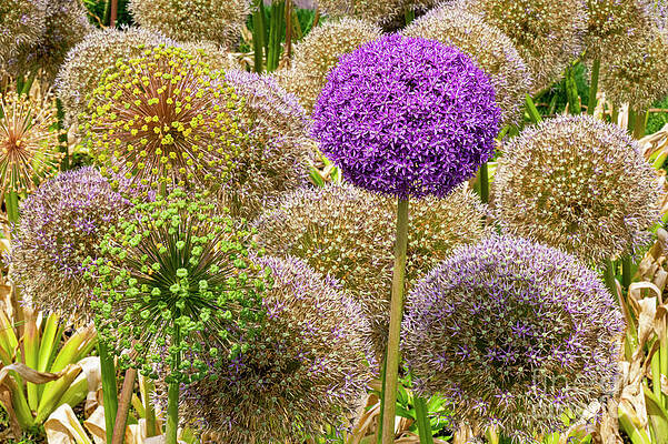 Boston Public Gardens Giant Onion Colored Blooms by Bob Phillips Boston Public Gardens Giant Onion Colored Blooms by Bob Phillips