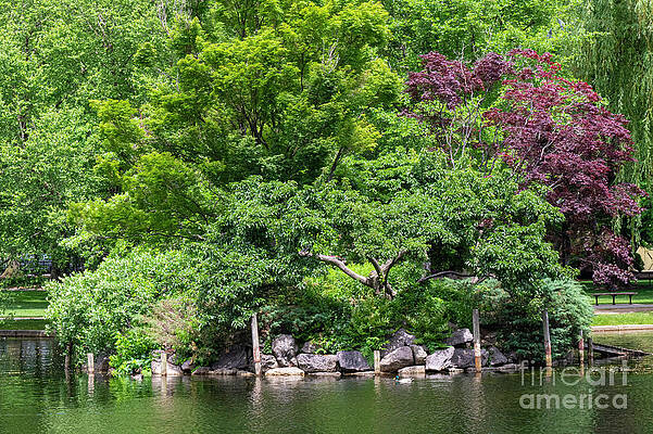 Boston Public Gardens Trees and Lagoon by Bob Phillips Boston Public Gardens Trees and Lagoon by Bob Phillips