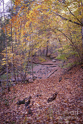 Botsford Nature Preserve 11 by William Norton Botsford Nature Preserve 11 by William Norton