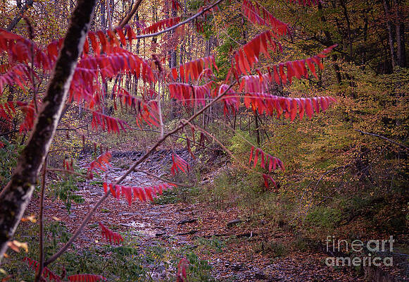 Botsford Nature Preserve 8 by William Norton Botsford Nature Preserve 8 by William Norton