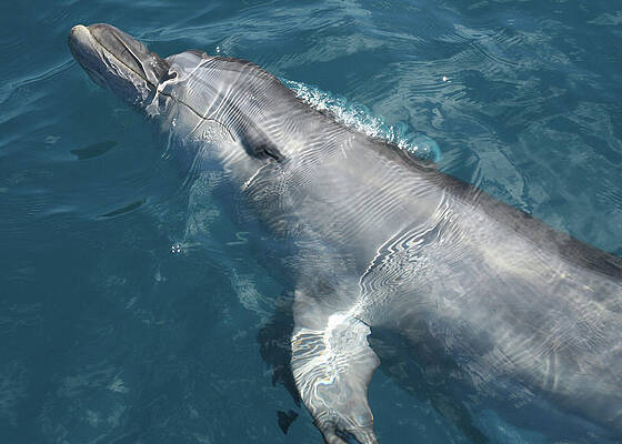 Wall Art - Photograph - Bottlenose Dolphin riding on the Bow Wave by Maryse Jansen