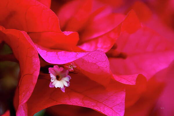 Bougainvillea First Bloom by Russ Harris Bougainvillea First Bloom by Russ Harris