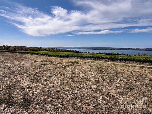Expansive Vineyard with Lake View Photograph