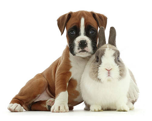 Boxer puppy and Netherland Dwarf rabbit by Warren Photographic Boxer puppy and Netherland Dwarf rabbit by Warren Photographic