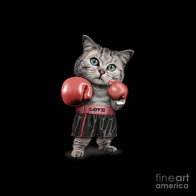 Boxing Cat by Donna Struck