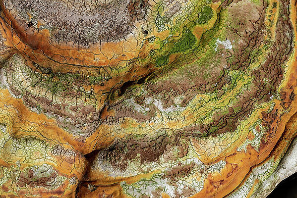 Bracket Fungus Detail by Bradford Martin Bracket Fungus Detail by Bradford Martin