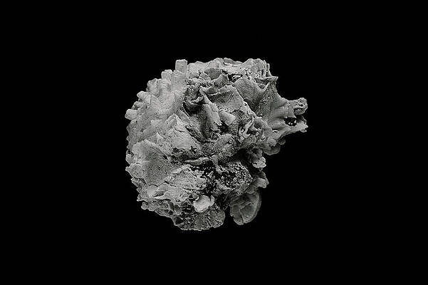 Brain Shell by Stephanie Sherwood