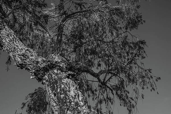 Branches Against the Sky by Alan Goldberg Branches Against the Sky by Alan Goldberg