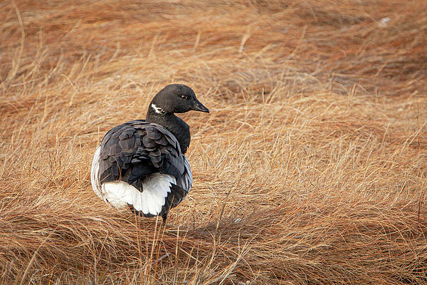 Brant Goose in the Marsh by Kristia Adams Brant Goose in the Marsh by Kristia Adams