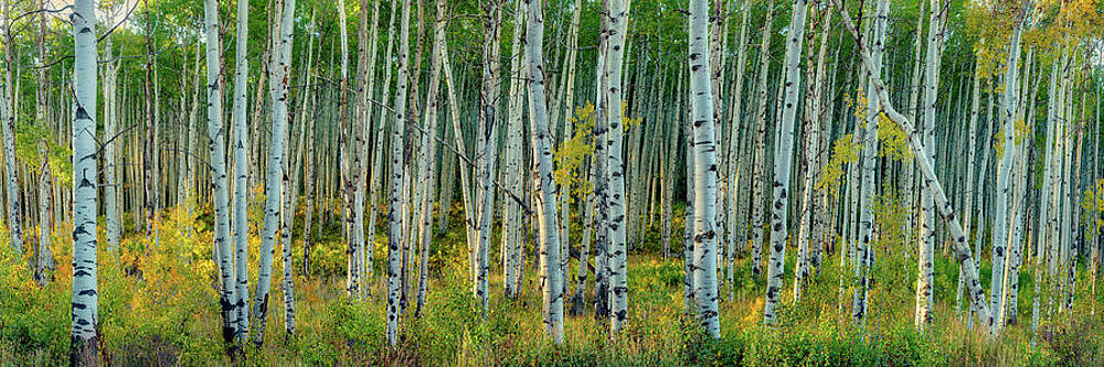Breezy Changing Aspen Grove by OLena Art - Lena Owens Breezy Changing Aspen Grove by OLena Art - Lena Owens
