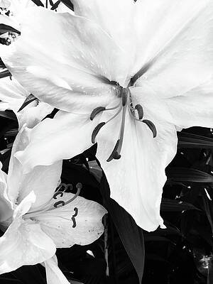 Bright Flower by Mohr Creativity