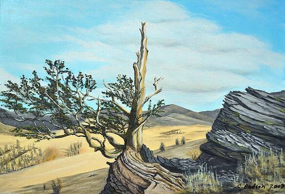 Bristlecone Pine by Carol and Colin Bedson
