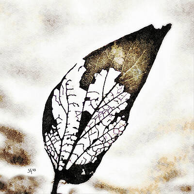 Wall Art - Mixed Media - Broken Beauty - Skeleton of a Dead Tree Leaf by Shelli Fitzpatrick