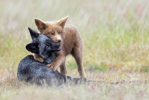 Brown and Black Fox Kit Hug by Max Waugh Brown and Black Fox Kit Hug by Max Waugh