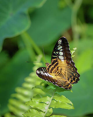 Wall Art - Photograph - Brown Clipper Butterfly on Fern Leaf by Nancy Gleason