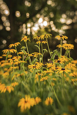 Brown Eyed Susan Flowers by Laura Gampfer Brown Eyed Susan Flowers by Laura Gampfer