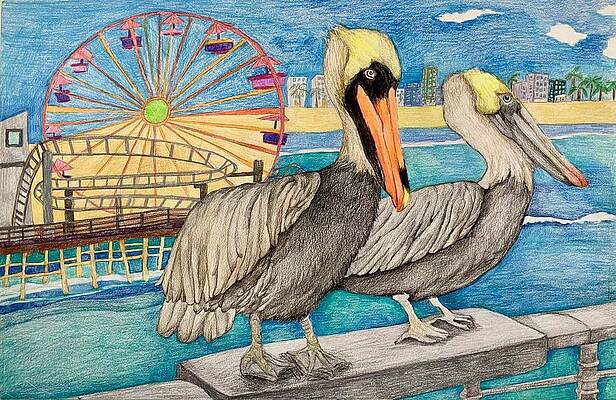 Pelican drawing hires stock photography and images  Alamy