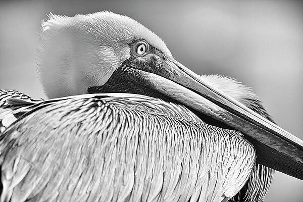 Brown Pelican Monochrome by Adam Romanowicz Brown Pelican Monochrome by Adam Romanowicz