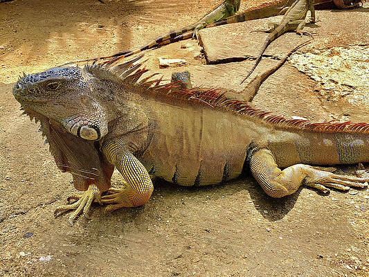 Buana Iguana by GW Mireles Buana Iguana by GW Mireles