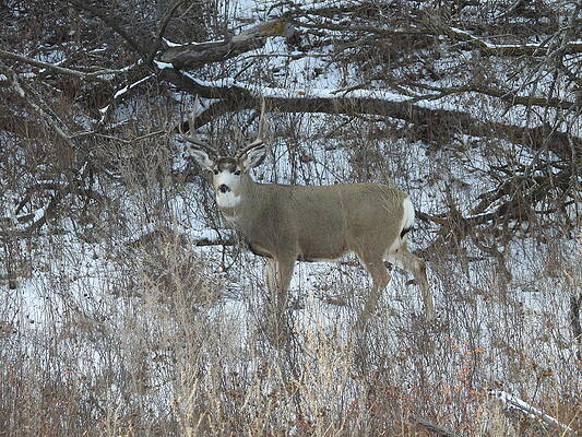Wall Art - Photograph - Buck in the Brush 5 by Amanda R Wright