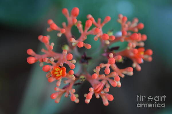  Photograph - Buddha Belly by Mini Arora