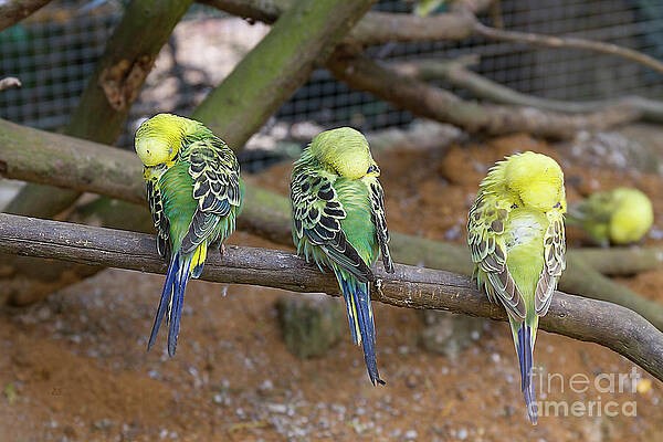 Wall Art - Photograph - Budgie Snooze Time by Elaine Teague