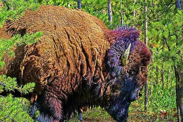 Wall Art - Digital Art - Buffalo Illustrated by David Desautel