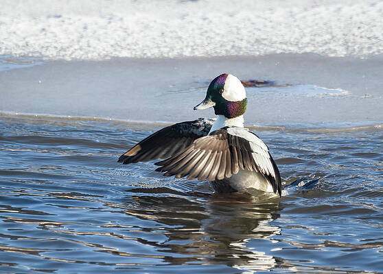 Bufflehead Duck by Michael Chatt Bufflehead Duck by Michael Chatt