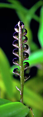 Bulbophyllum unknown by Traci Asaurus Bulbophyllum unknown by Traci Asaurus