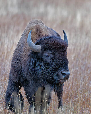 Bull Bison by Gary Langley Bull Bison by Gary Langley