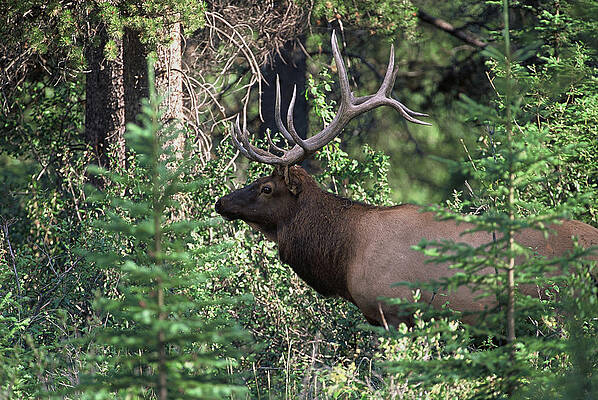 Wall Art - Photograph - Bull Elk by David Jennings