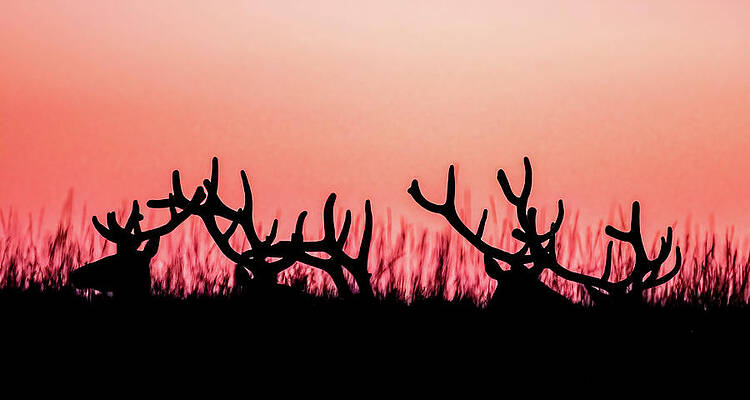 Bull Elk Hiding by Gary Beeler Bull Elk Hiding by Gary Beeler