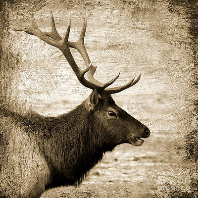 Bull Elk Profile Square Sepia by Carol Groenen Bull Elk Profile Square Sepia by Carol Groenen