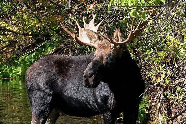 Bull Moose Ear and Spoon by Jerry Sodorff Bull Moose Ear and Spoon by Jerry Sodorff