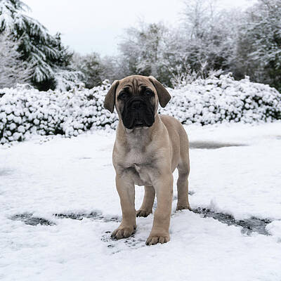 Bullmastiff Puppy by Daniel O'Neill