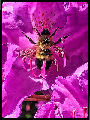 Busy Bee by David Matthews Busy Bee by David Matthews