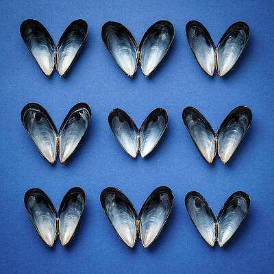  Photograph - Butterflied Shells by Colin Judge