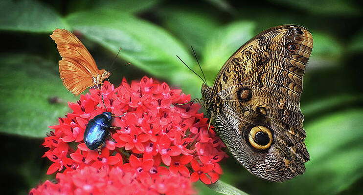 Butterflies and blue insect on red flower - Nature photo by Stephan Grixti Butterflies and blue insect on red flower - Nature photo by Stephan Grixti