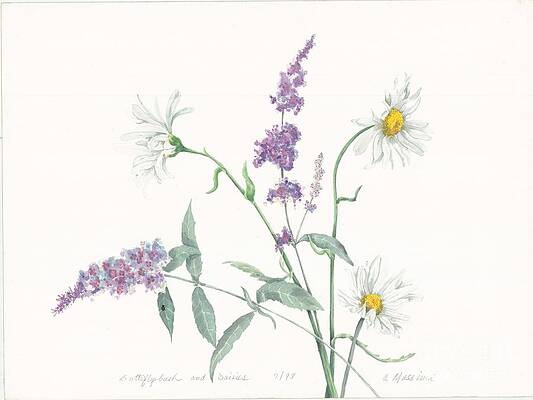 Butterfly Bush and Daisies by Albert Massimi Butterfly Bush and Daisies by Albert Massimi
